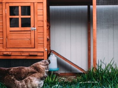 Why Does a Chicken Coop Have 2 Doors? Explained