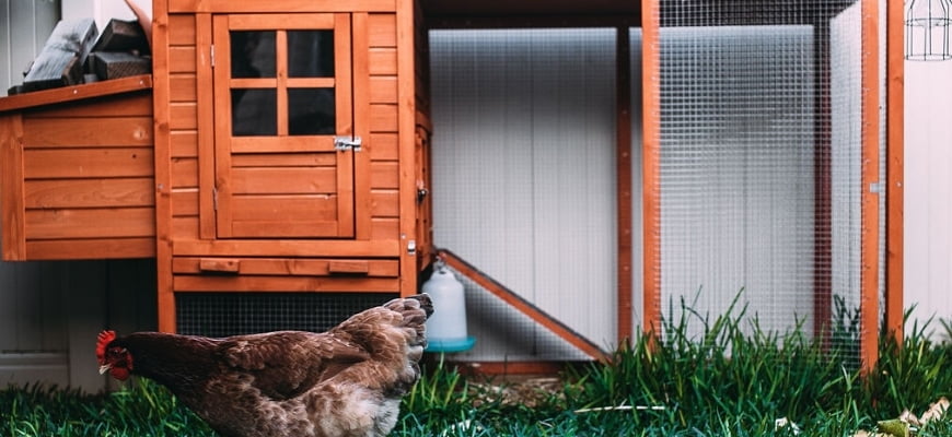 why do chicken coops have 2 doors