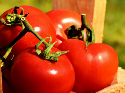 Will Mushroom Compost Yield Better Tomatoes?