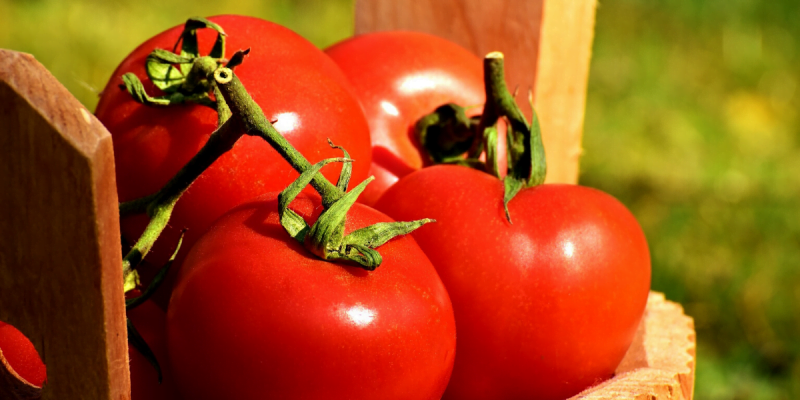 Will Mushroom Compost Yield Better Tomatoes?