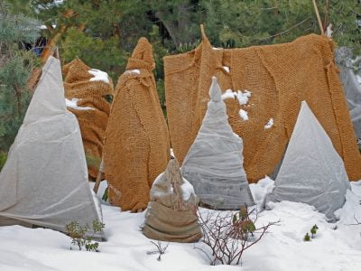 Winter Plant Protection: Hacks and Ideas