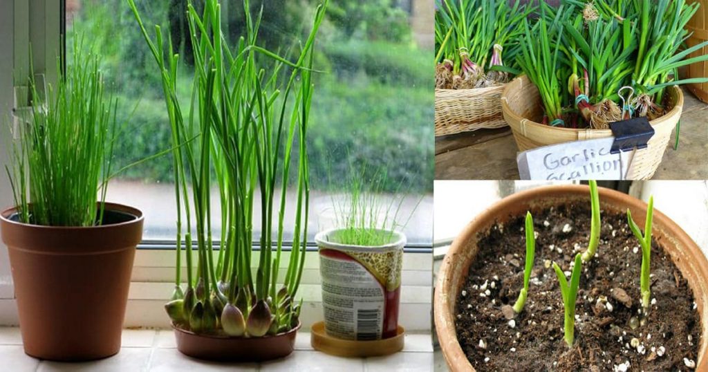 grow garlic in a container
