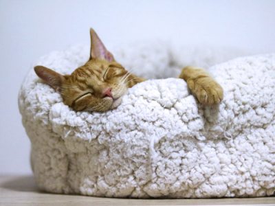 Orange Cat Sleeping on White Bed