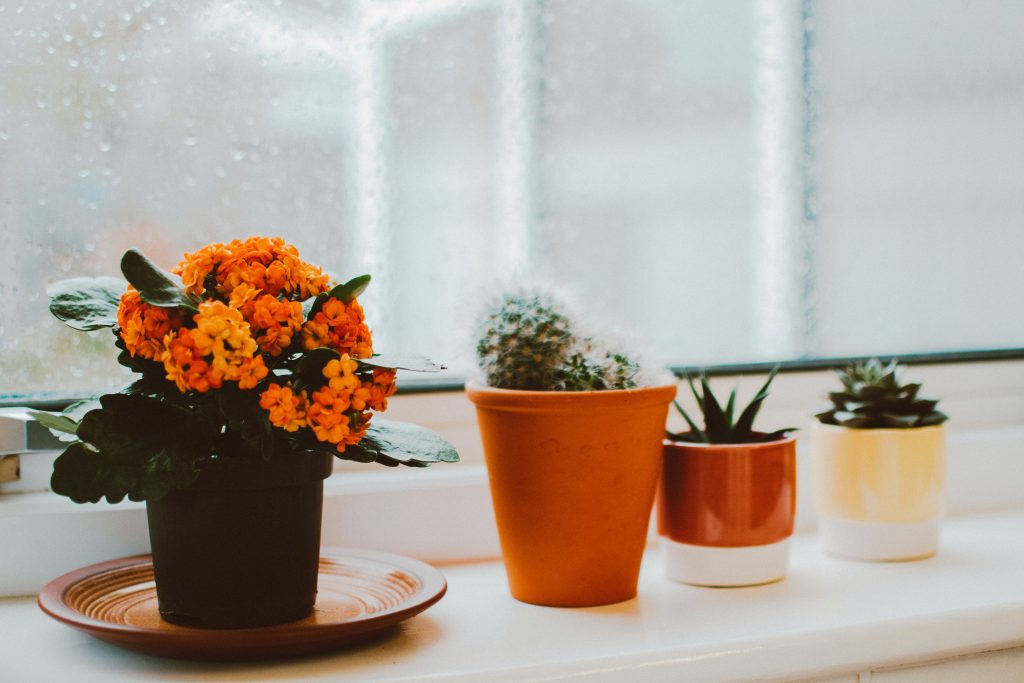 How To Protect Potted Plants from Freezing Outside In Winter Organize