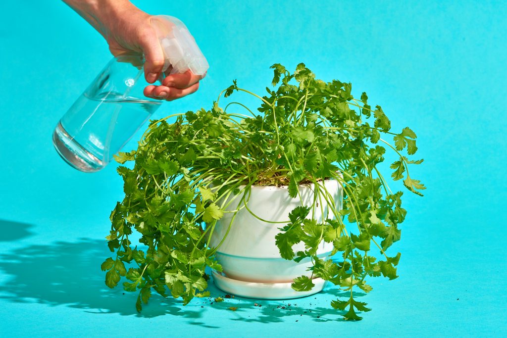 watering Cilantro