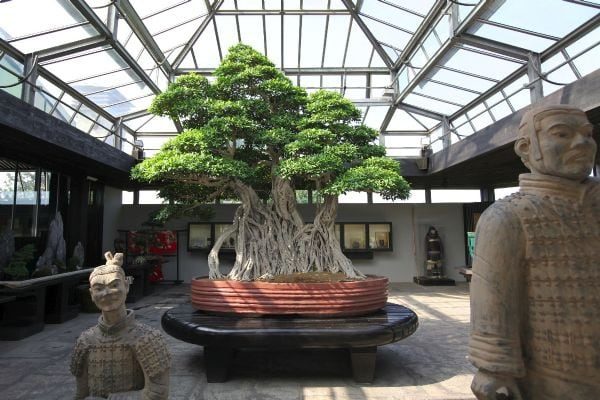10 Pics of the Oldest Bonsai Tree 