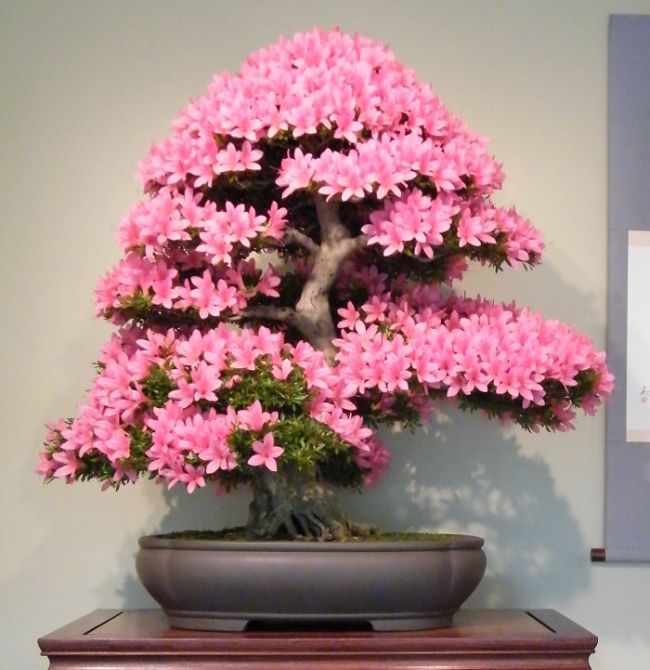 Azalea Bonsai Tree