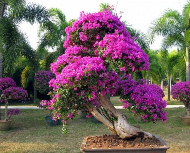 Bougainvillea Bonsai Tree