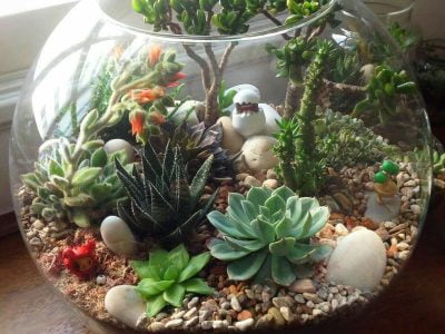 15 Succulent Terrarium Ideas