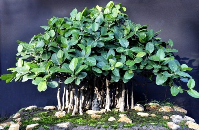 Indian Banyan Bonsai Tree