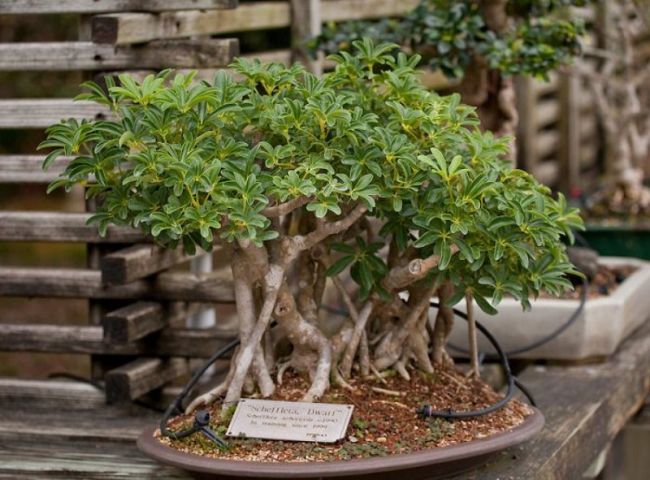 Dwarf Schefflera Bonsai Tree