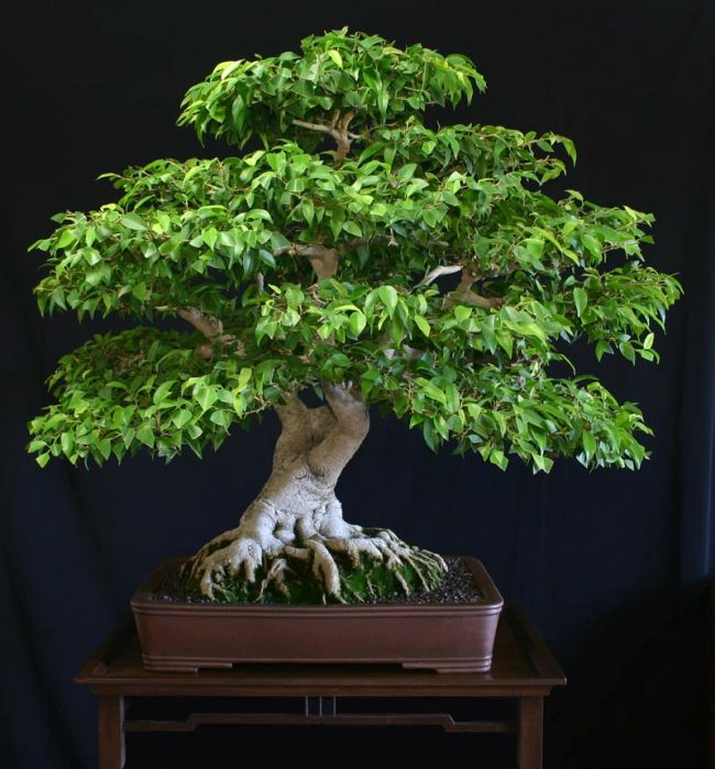 Ficus Benjamina Bonsai Tree