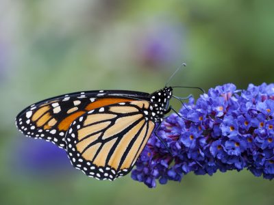 26 Best Perennial Garden Butterfly Plants