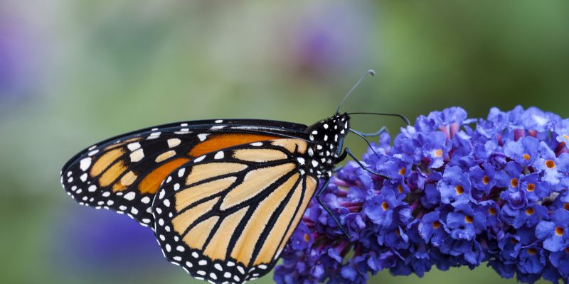 26 Best Perennial Garden Butterfly Plants