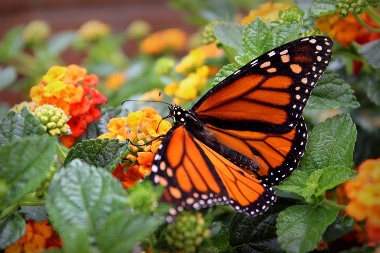 Lantana Flowers