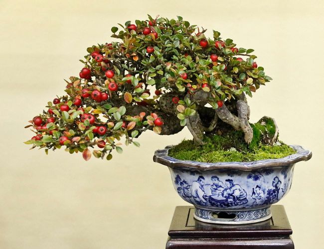 Cotoneaster Horizontalis Bonsai Tree