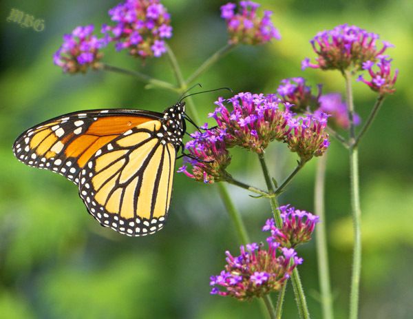 Monarch Butterflies