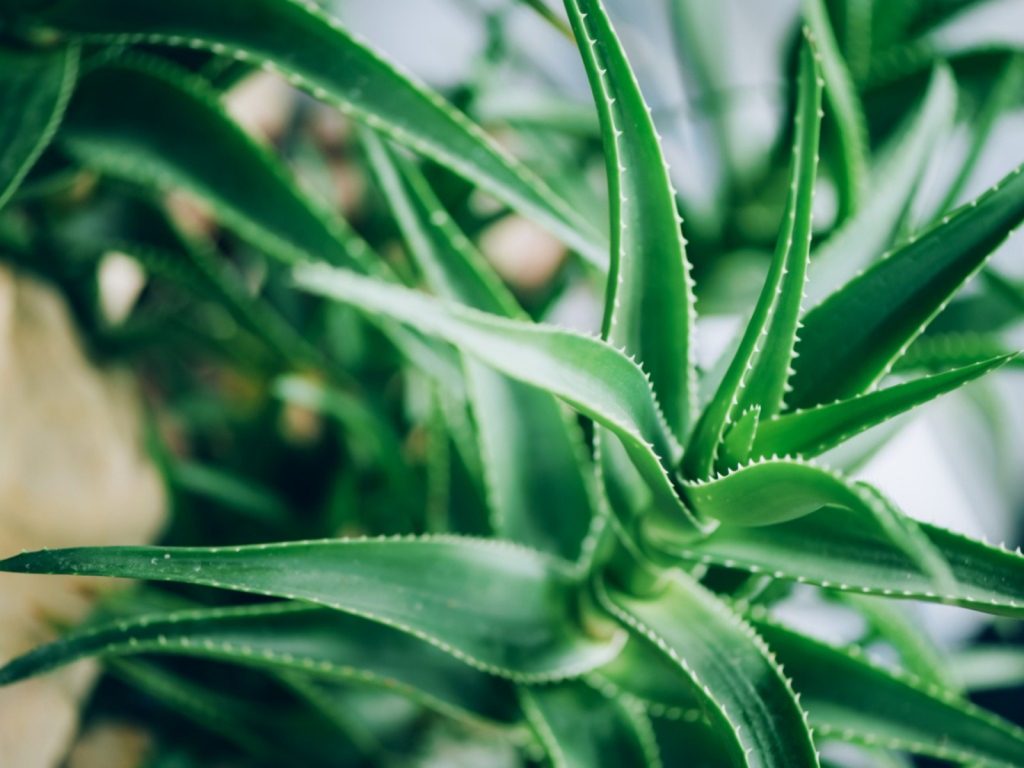 Aloe Vera Plant