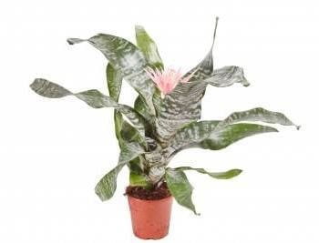 Bromeliad- Silver Vase