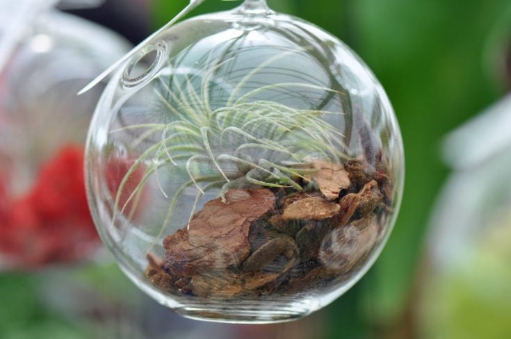 Bubble with Air Plant