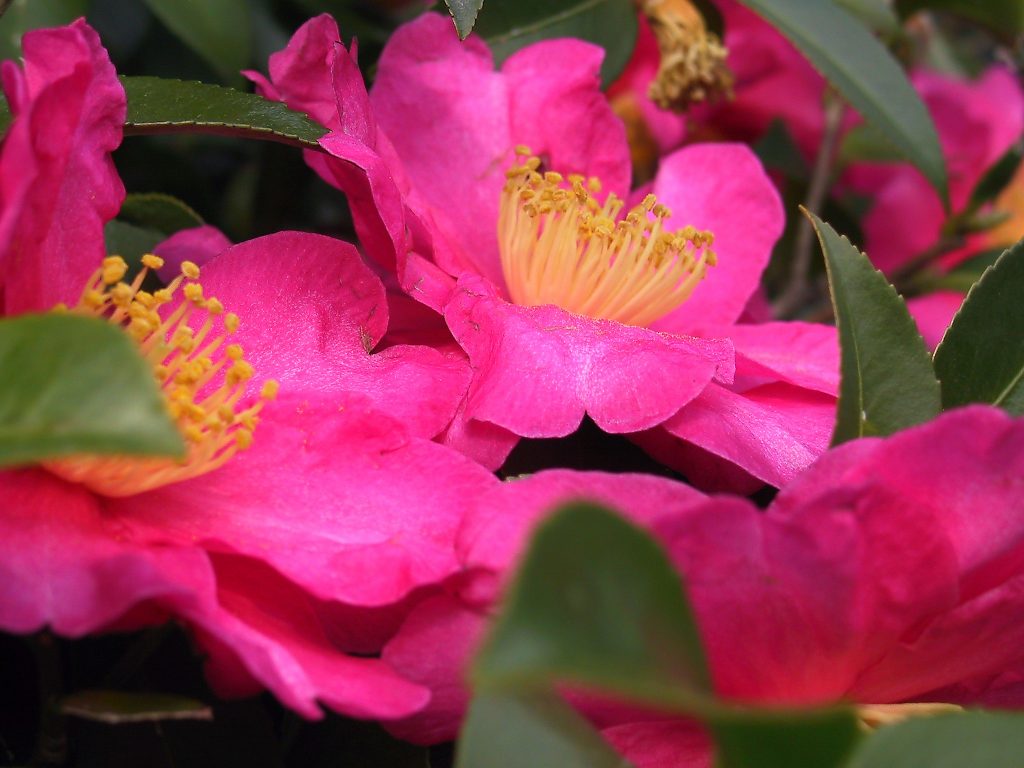 Camellia Sasanqua Plant