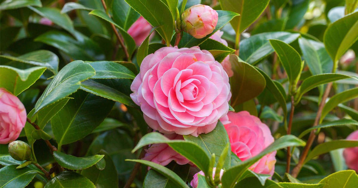 Camellia Sasanqua Trees: Best Backyard Gardener's Guide - Organize With