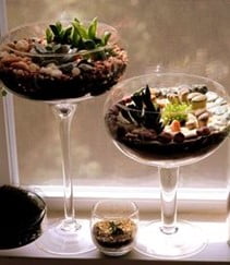 Champagne coupe Terrarium