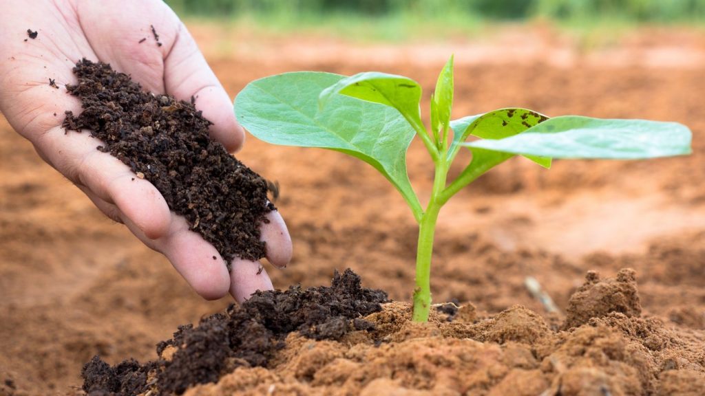 Compost Vs. Fertilizers: What is the best choice for your plants?