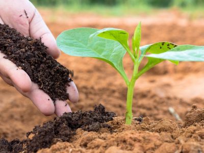 Compost Vs. Fertilizers: What is the best choice for your plants?