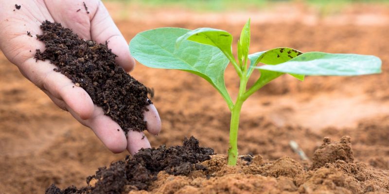 Compost Vs. Fertilizers: What is the best choice for your plants?