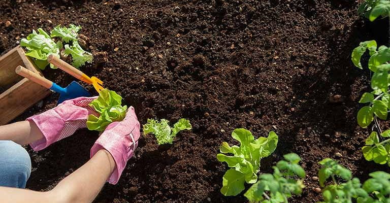 Compost vs. Manure: The Best for Your Soil Health 