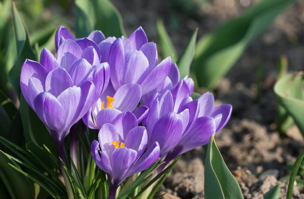 Crocus