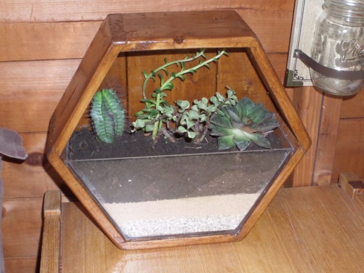 DIY Hexagon Mini Garden