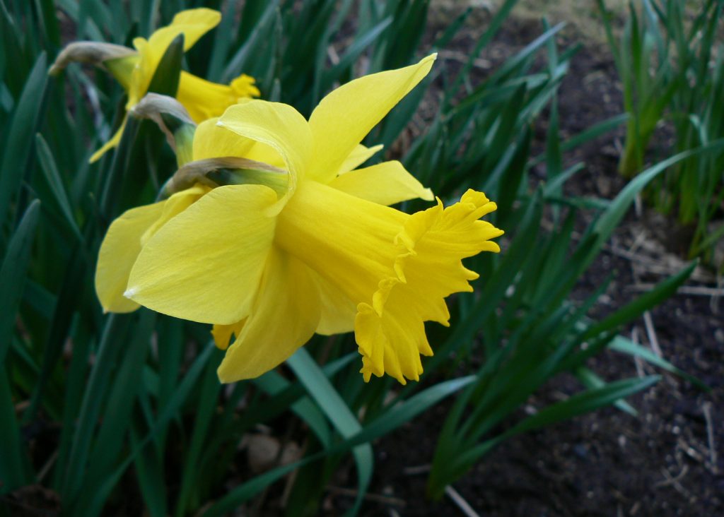 Daffodil