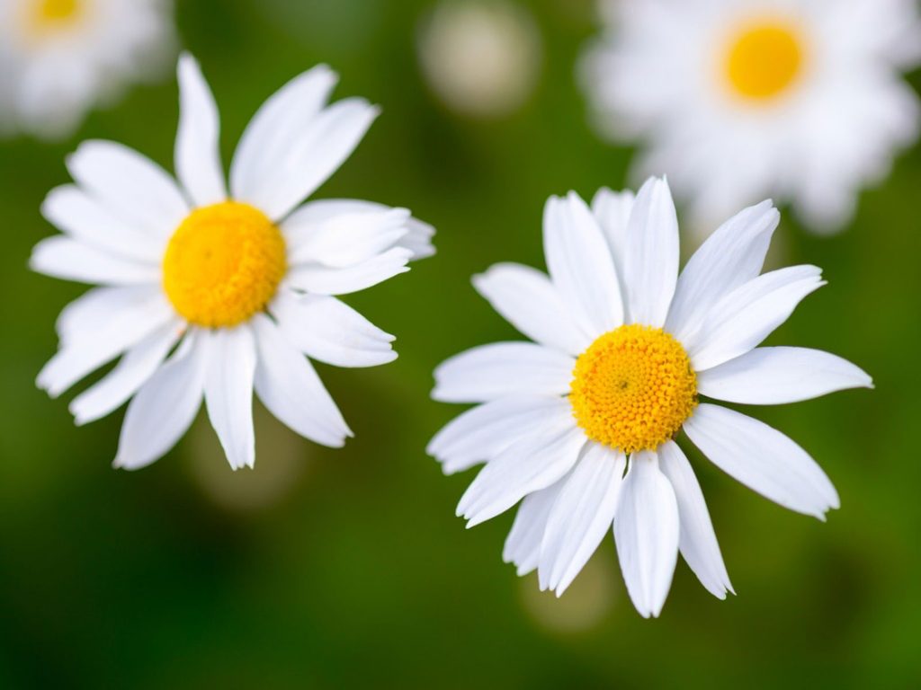 Daisies