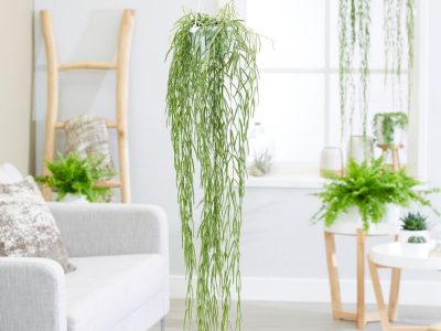 Decorate Your Home with the Best Indoor Hanging Plants 