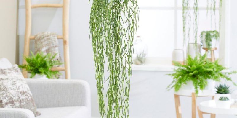 Decorate Your Home with the Best Indoor Hanging Plants 
