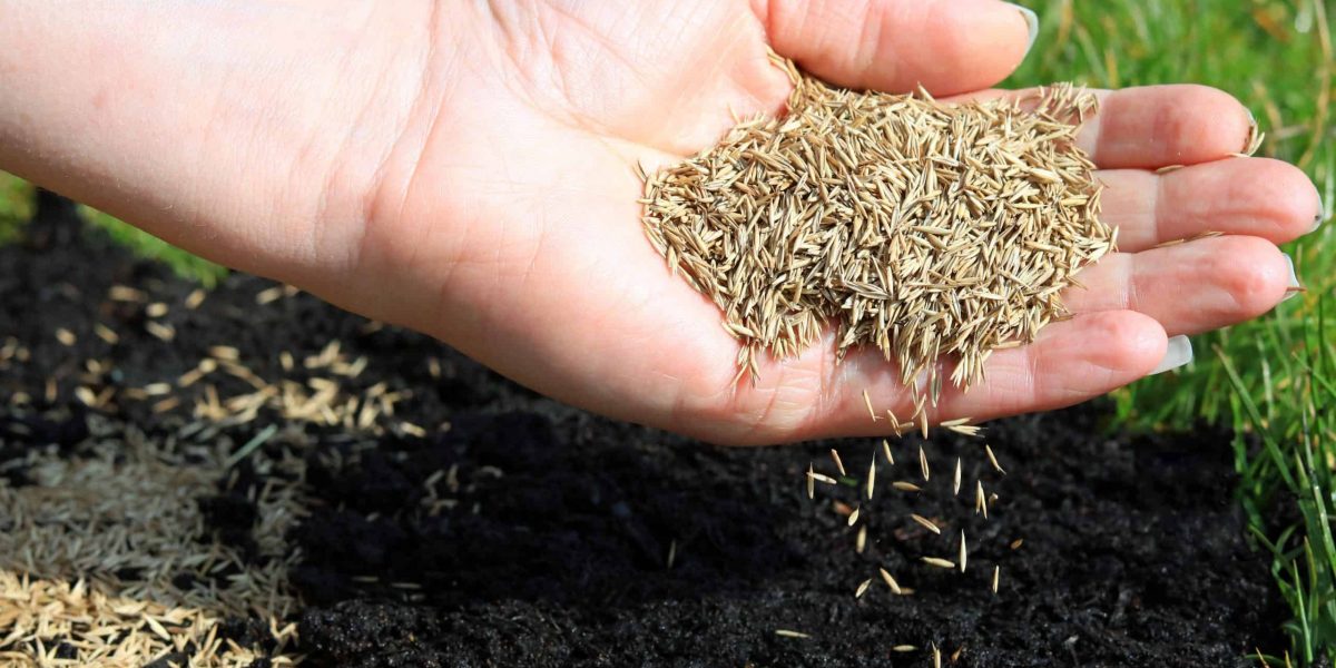 Does Grass Seed Go Bad Let's Find Out Organize With Sandy