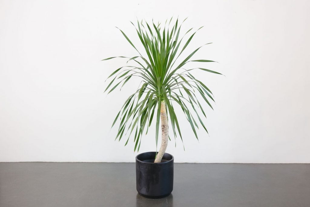 Dracaena Arborea