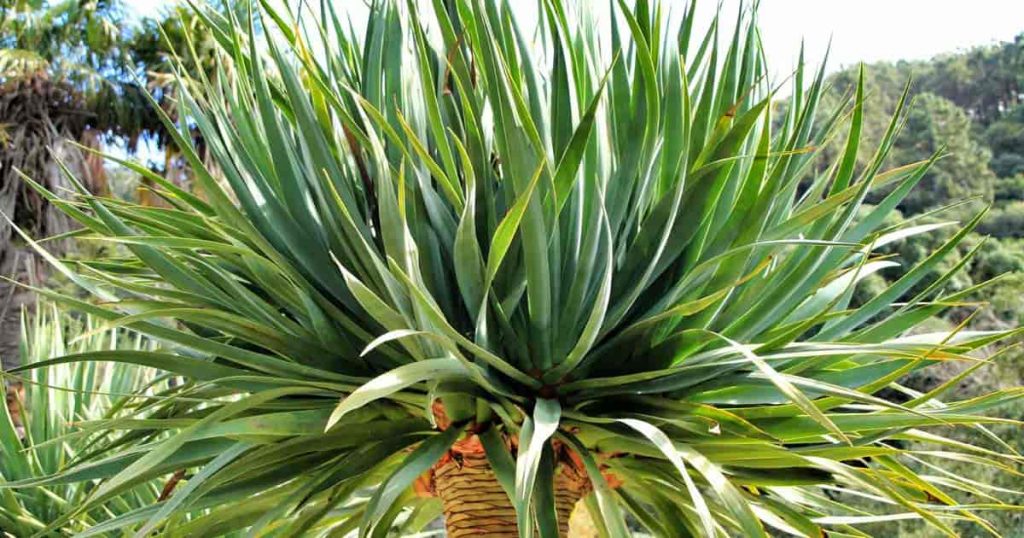 Dracaena Draco