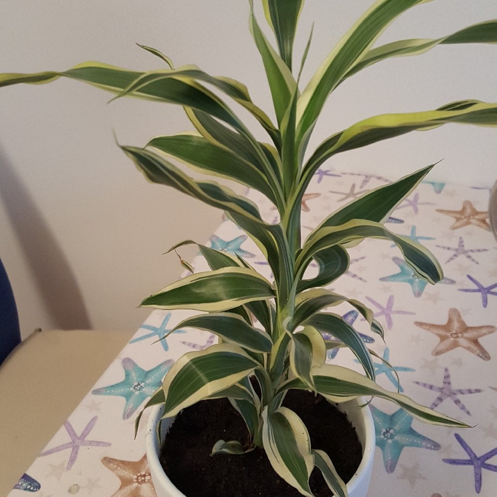 Dracaena Sanderiana