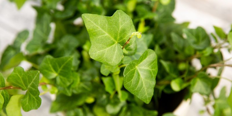 English Ivy Care: Tips and Precautions 