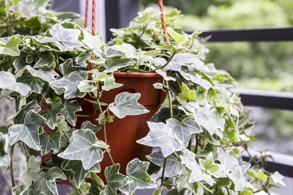 English Ivy Care