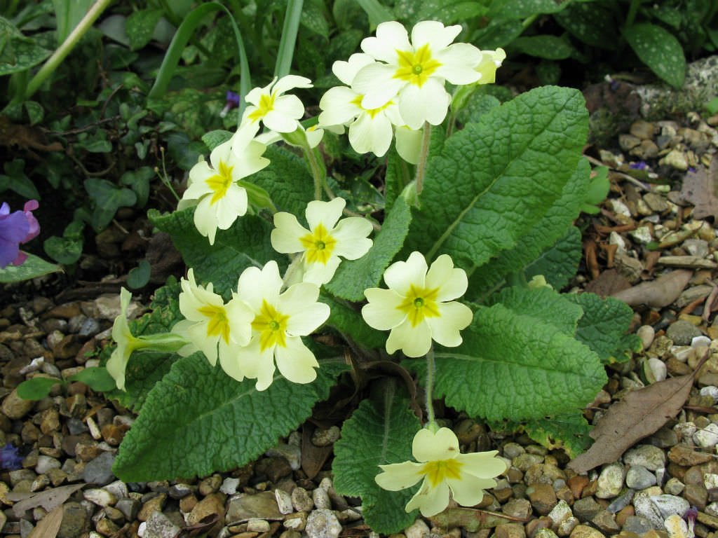 English Primrose