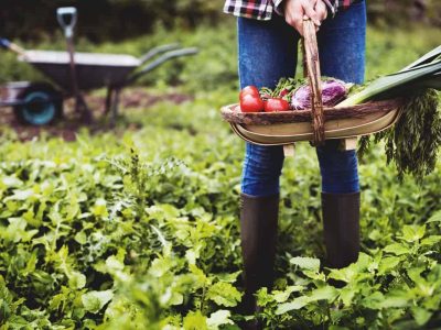 Everything You Need to Know to Start Your Own Garden