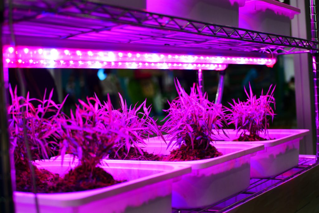 How Do Plants Grow Under White Light at Vincent Khang blog