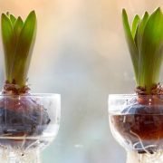 Growing Bulbs Indoors: How to get started?