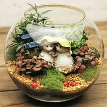 Hedgehog in a Fishbowl