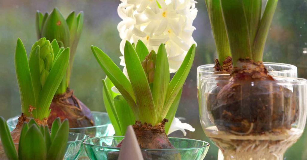 How to Grow Bulbs Indoor