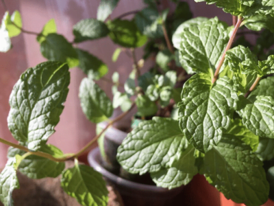 How to Grow Mint from Seeds in An Indoor Pot